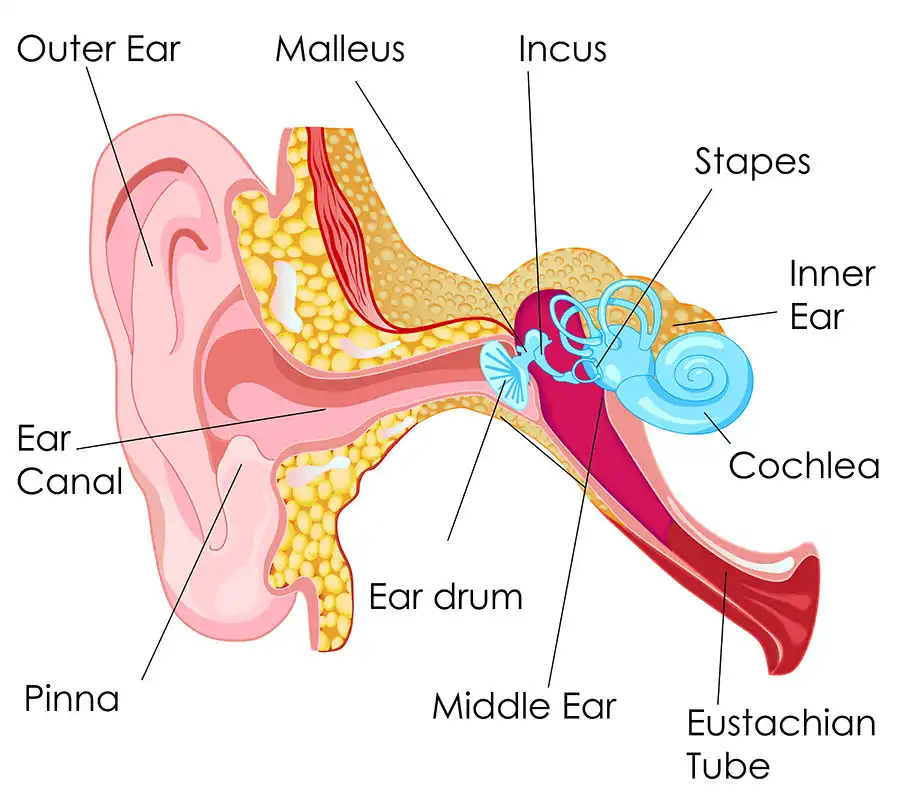 How Do We Hear ?